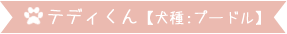 テディー君【犬種:プードル】