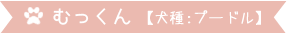 むっくん【犬種:プードル】