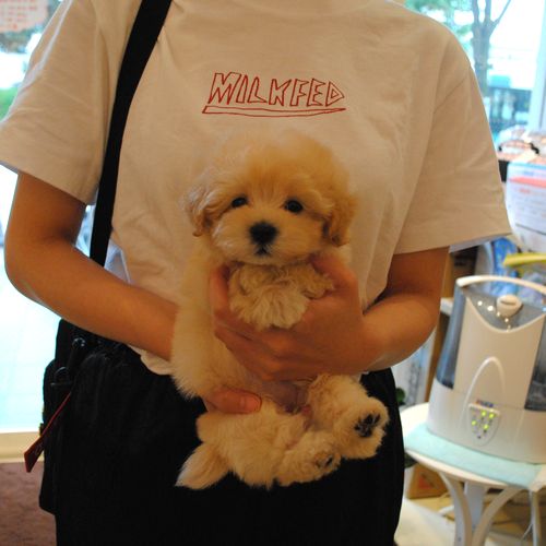 Mix犬 マルプー 福岡県北九州市のティーカッププードルブリーダー ペットショップ ペットシッターsmile
