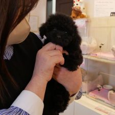 070226プードルの陽向くんと