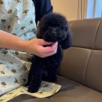 ﾃｨｰｶｯﾌﾟﾌﾟｰﾄﾞﾙのののちゃん