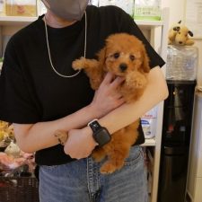 プードルくん０７０４１０男の子アプリ