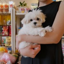 070430マルチーズのそらちゃんと飼い主様