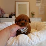 ティーカップ０７０６０７レッド男の子