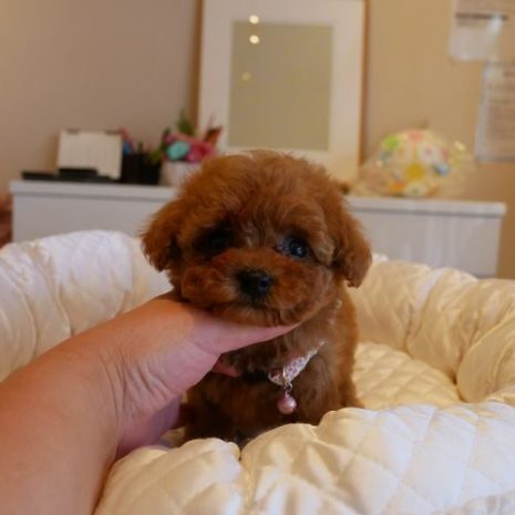 ティーカップ０７０７２８レッドの女の子ｓ