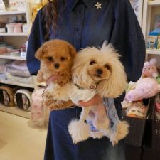 070702ティーカップのコブくんとアビちゃん