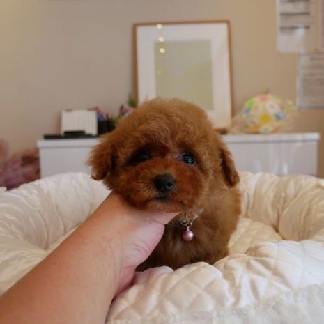 ティーカップ０７０７２８レッドの女の子