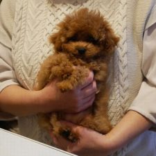 ティーカッププードルの明日華ちゃん０７０７２８
