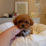 ティーカップ０７０７２８レッドの男の子