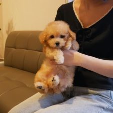 070711プードルの朔くん