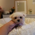 Mix（ﾁﾜﾏﾙ）０７０９０４クリームの女の子