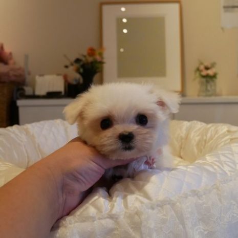 Mix(チワマル)070904クリームの女の子