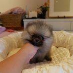 ポメ０７０９０２クリームセーブルの女の子