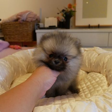 ポメ０７０９０２クリームセーブルの女の子