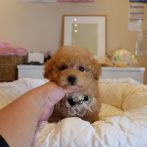 ティーカップ０７０８１２男の子アプリ