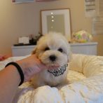 Mix（ﾏﾙﾌﾟｰ）０７０８０６クリームの男の子
