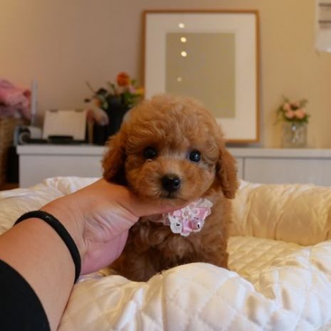 プードル０７０９０４アプリコットの女の子