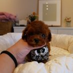 プードル０７０９０４レッドの男の子