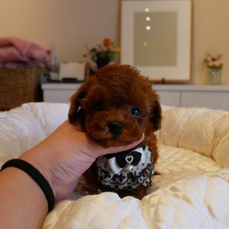 プードル070904レッドの男の子