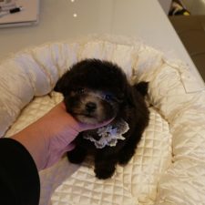 070930プードルシルバー男の子Ｓ１