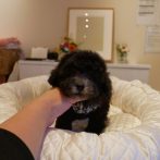 070930プードルシルバー男の子T