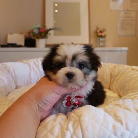 Mix（ﾁﾜﾏﾙ）０７０９２４パーティーカラーの女の子