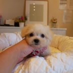 MIx(チワマル)070917クリームの女の子