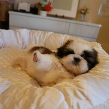 シーズー070914女の子2