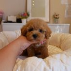 Ｍix（ﾋﾞｼｮﾝﾌﾟｰ）０７０９１７アプリコットの女の子