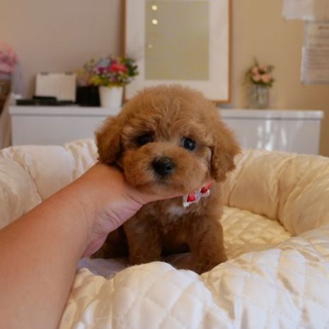 Mix(ビションプー)070917アプリコットの女の子