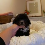 070928プードルシルバー男の子S