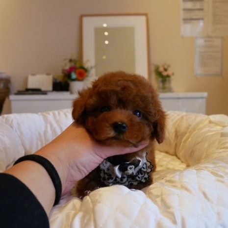 プードル071002レッドの男の子