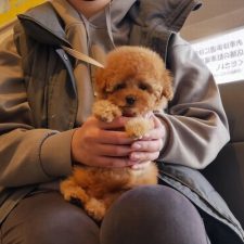 071002プードルのレッドの男の子