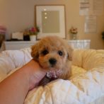 Mix(ビションプー)070917アプリコットの女の子s