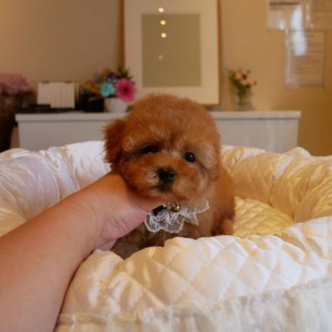 071002プードルのレッドの男の子S