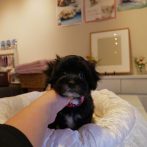 070930マルプーブラック女の子D