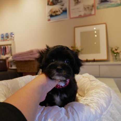 070930マルプーブラック女の子D