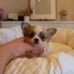 ちわわ０７０９１８ホワイト&フォーンの女の子