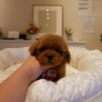 071002プードルレッド女の子