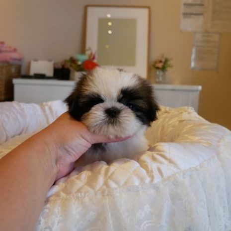 シーズー070914女の子