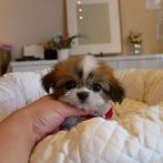 Mix(チワワ×シーズー)070925ゴールド&ホワイトの女の子