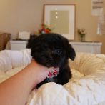 070930マルプーブラック&ホワイトの女の子