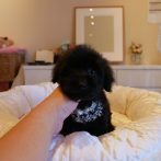 Mix(ダップー)070924ブラックの男の子