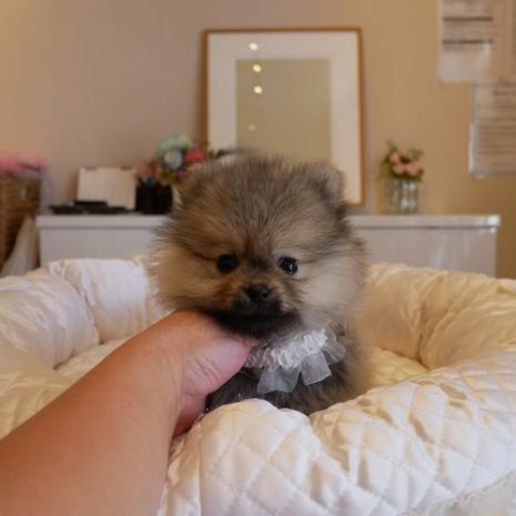 ポメラニアン070923ウルフセーブルの女の子