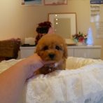 071022プードルレッド女の子