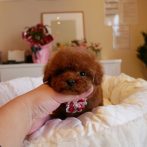 プードル０７１０２８レッドの女の子