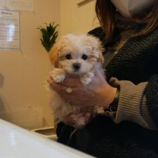 071025Mix（ﾏﾙﾌﾟｰ）のランくん