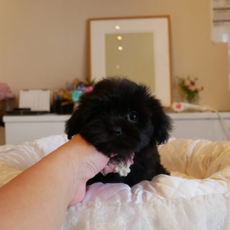 Mix(ヨーキー×プードル)071009ブラックの女の子