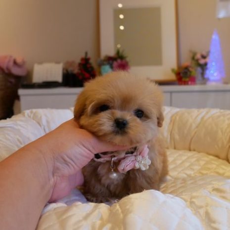 Mix（ﾏﾙﾌﾟｰ）０７１０１６クリームの女の子