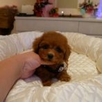 071022ティーカップレッド男の子